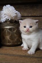 Brits korthaar katertje met stamboom, Kater, Met stamboom, 0 tot 2 jaar