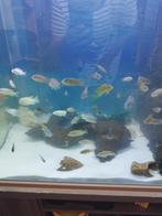 Malawi cichliden, Dieren en Toebehoren, Vissen | Aquariumvissen, Vis, Zoetwatervis