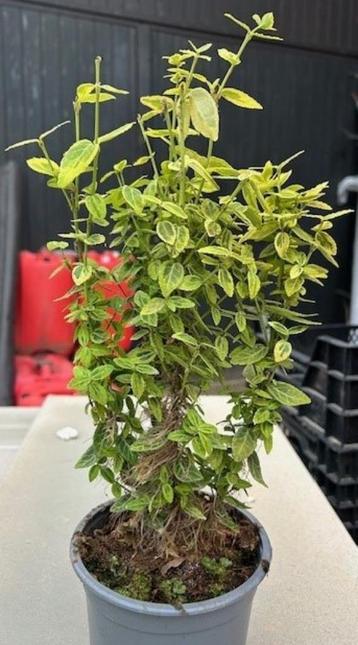 110x  Euonymus fort. Emerald ‘n’ Gold in pot beschikbaar voor biedingen
