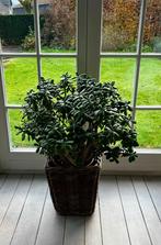 Grote vetplant crassula kamerplant + mand riet, Minder dan 100 cm, In pot, Ophalen, Vetplant
