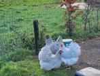 Orpington verschillende kleurslagen, Dieren en Toebehoren, Pluimvee, Meerdere dieren, Kip