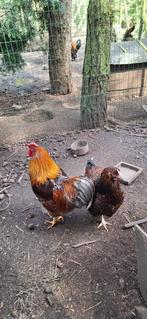 broedeieren  wyandotte