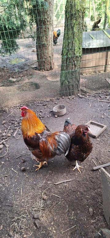 broedeieren  wyandotte