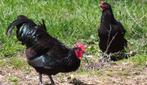 Broedeieren Australorp, Dieren en Toebehoren, Pluimvee