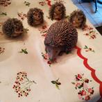 Familie egeltjes, Ophalen