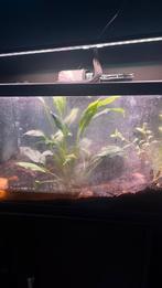 Dons ou ventes Crabes vampires juvéniles, Animaux & Accessoires, Enlèvement, Comme neuf