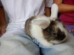 dwergkonijn, Dieren en Toebehoren, Konijnen, Meerdere dieren