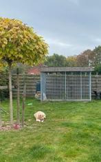 Hondenkennel, Dieren en Toebehoren, Hondenhokken, Ophalen