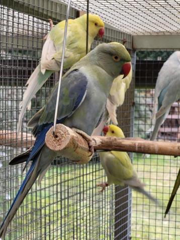 2 Jonge halsband parkieten beschikbaar voor biedingen
