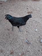 Ayam Cemani enkel haantjes., Dieren en Toebehoren, Mannelijk, Kip