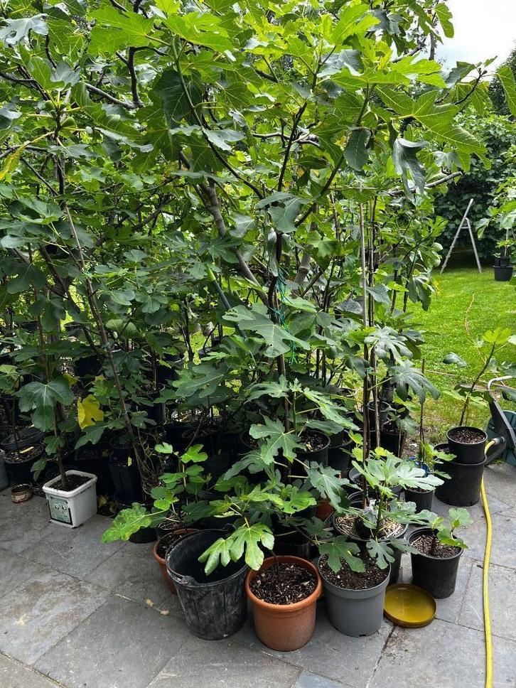Grande variété de figuiers, Jardin & Terrasse, Plantes | Arbres fruitiers, Figuier, Été, En pot, Enlèvement ou Envoi