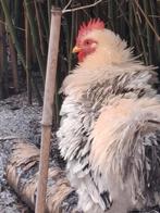 Gratis: jong krulhaantje, Dieren en Toebehoren, Pluimvee