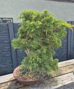 Bonsai Juniperus chinensis, Ophalen, Zomer, Volle zon, Minder dan 100 cm