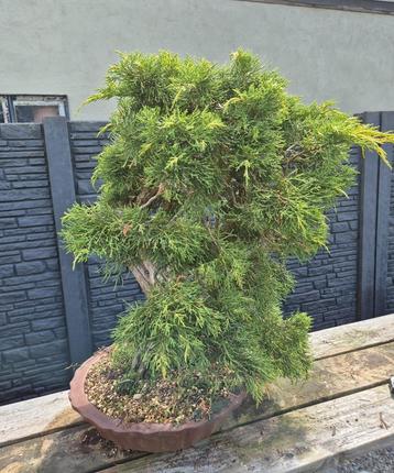 Bonsai Juniperus chinensis  beschikbaar voor biedingen