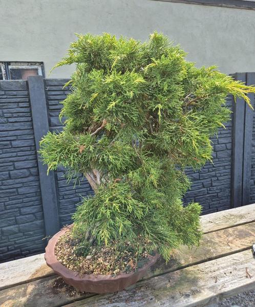 Bonsai Juniperus chinensis, Tuin en Terras, Planten | Bomen, Minder dan 100 cm, Volle zon, Zomer, Ophalen