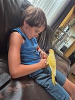 Super tamme gele halsband parkiet., Dieren en Toebehoren, Geslacht onbekend, Parkiet, Geringd