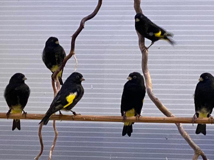 Zwarte sijzen, Dieren en Toebehoren, Vogels | Toebehoren, Ophalen