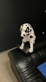 Peluche chien Dalmatien hauteur 44 cm, Comme neuf, Enlèvement ou Envoi, Chien
