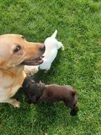 Beaux chiots Labrador sociaux : chocolatés et blonds (testés, Plusieurs, Belgique, 8 à 15 semaines, Éleveur | Loisir