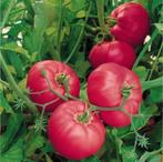 Tomatenplanten (BİO) per grote plant voor 1 euro, Ophalen of Verzenden