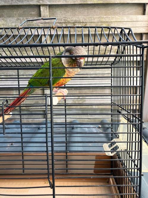 MOOIE KLEUREN TAMME EN HALF TAMME PYRRHURAS 1OO koppel, Dieren en Toebehoren, Vogels | Parkieten en Papegaaien, Papegaai, Meerdere dieren