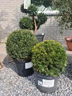 Taxus bol, Tuin en Terras, Planten | Tuinplanten, Halfschaduw, Ophalen