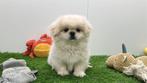 Pekingees pups, België, Reu, 8 tot 15 weken, CDV (hondenziekte)