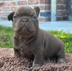 Prachtig nestje franse bulldog pups, België, Fokker | Hobbymatig, 8 tot 15 weken, CDV (hondenziekte)