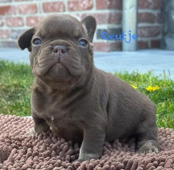Prachtig nestje franse bulldog pups  beschikbaar voor biedingen