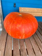 Courgettes et potirons a vendre, Zakelijke goederen, Landbouw | Aardappelen, Groenten, Fruit en Vlees, Ophalen