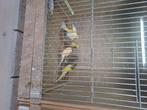 2x kweekkooi met ledverlichting  plus vogels