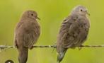 Koppel dwergduiven 2024 geringd,, Dieren en Toebehoren, Vogels | Overige Vogels, Geringd