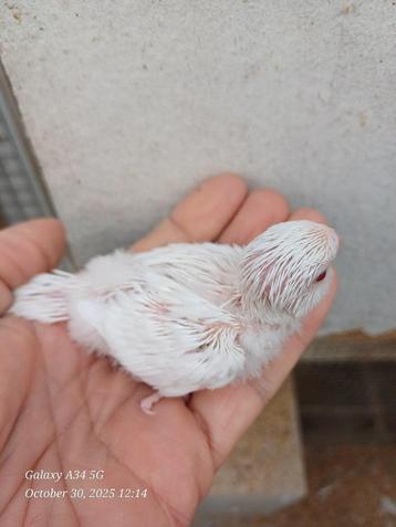 grasparkieten om verder met spuit groot te brengen beschikbaar voor biedingen