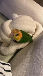 Caique a tete orange. Il a 6 mois il est eam tres sociable, Dieren en Toebehoren, Mannelijk, Papegaai, Geringd