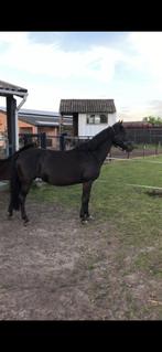 D pony, Dieren en Toebehoren, Merrie, Niet van toepassing, 11 jaar of ouder, Recreatiepony