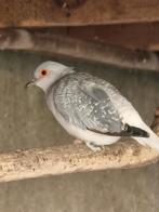 Couple de colombes diamant., Animaux & Accessoires, Oiseaux | Pigeons