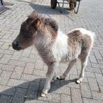Verschillende mini paardjes, Dieren en Toebehoren, Pony's, Merrie