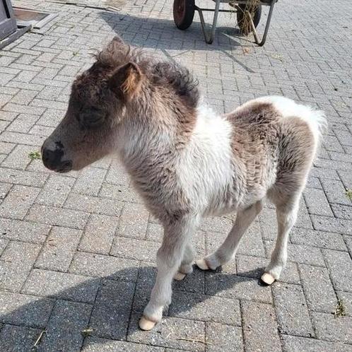 Verschillende mini paardjes, Dieren en Toebehoren, Pony's, Merrie