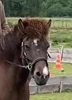 Paardengerief, Ophalen, Zo goed als nieuw