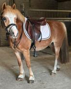 Welsh pony betuigd en bereden, Dieren en Toebehoren, Pony's, Ruin