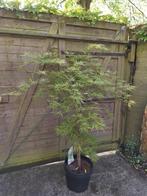 Acer palmatum dissectum japanse esdoorn, Jardin & Terrasse, Plantes | Arbres, En pot, Plein soleil, Enlèvement, 100 à 250 cm