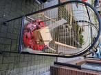 Vogelkooi, Dieren en Toebehoren, Ophalen, Zo goed als nieuw, Metaal, Vogelkooi