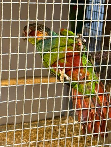 Pyrrhura cruentata parruche tribia  beschikbaar voor biedingen