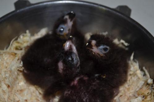 Ook voor duiven...., Dieren en Toebehoren, Vogels | Duiven