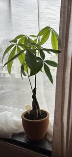 XL Pachira aquatica 10 years old + clay pot, Ophalen