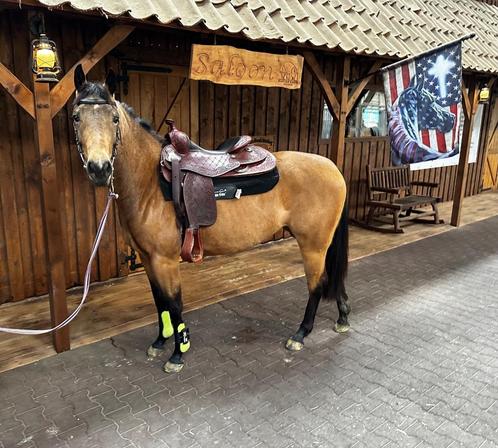3,5 jr Buckskin merrie Quarter Horse van GP Spook in Town, Dieren en Toebehoren, Paarden, Merrie, Zadelmak, Minder dan 160 cm
