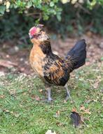 Coq Barbu, Dieren en Toebehoren, Pluimvee, Mannelijk, Kip
