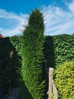 Taxus Baccata 2,8 m hoog. Winterhard en groenblijvend., Tuin en Terras, Planten | Struiken en Hagen, Ophalen, Taxus