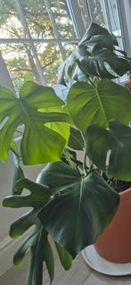 Monstera plant, Ophalen