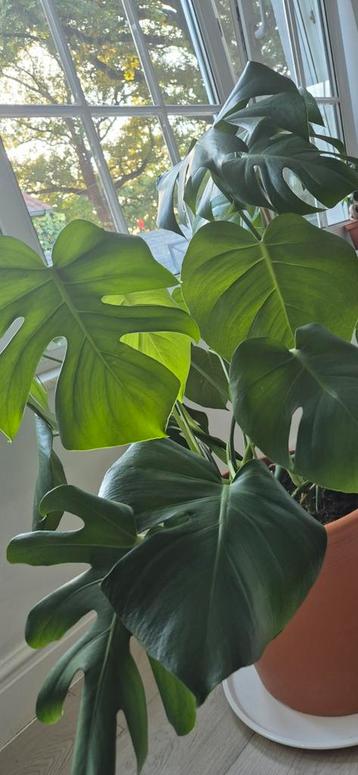Monstera plant beschikbaar voor biedingen